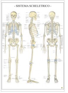 148-Il sistema scheletrico.png